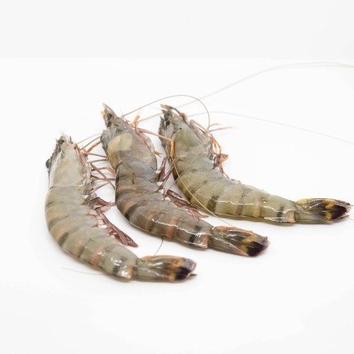 Gamba BT HOSO 8/12
