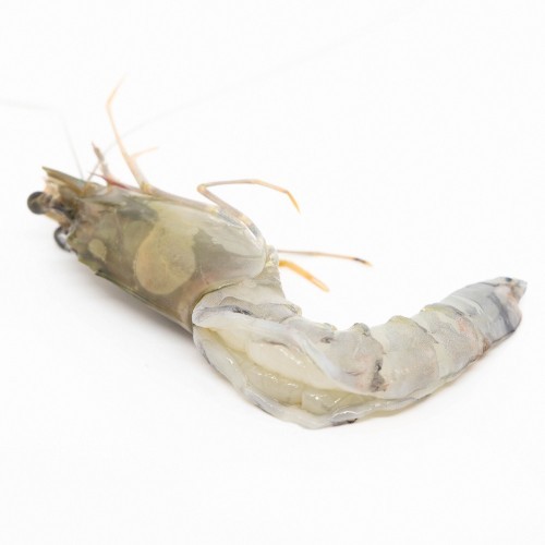 Gamba BT 16/20 Body Peel