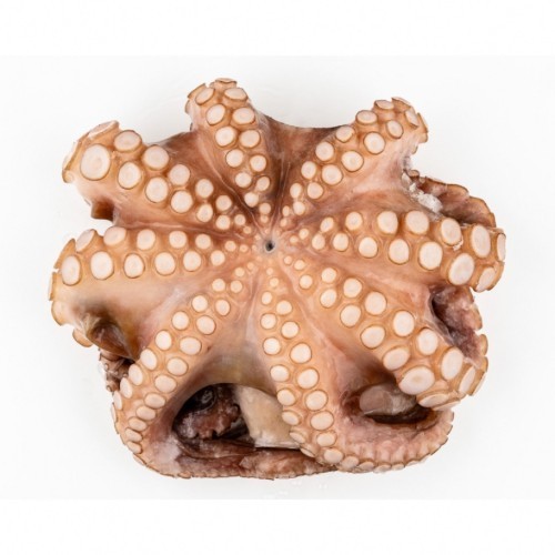 Octopus 1-2 kg rauw